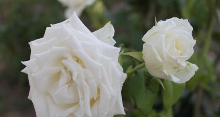 白玫瑰代表的意义及寓意（探索白玫瑰在不同文化中的象征意义）
