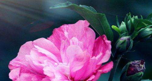 解密木槿花的神秘传说，探究花语的含义
