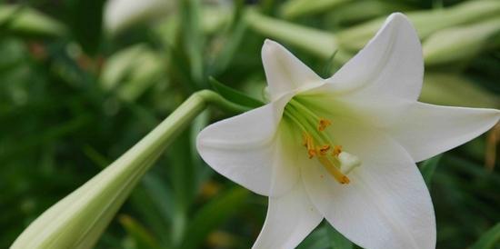 解读白色百合的花语（纯洁、神圣与希望）
