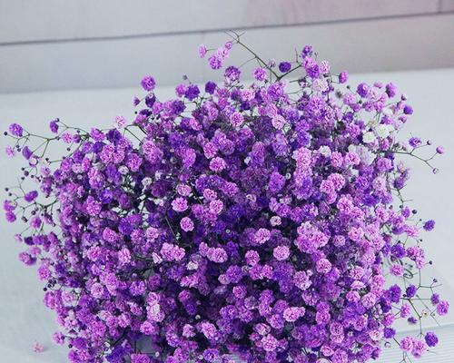 花开盛世，紫色满天星花语解析（祈愿美好未来，走向美好人生）
