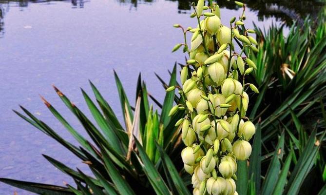 风姿绰约的凤尾兰，花语与寓意（凤尾兰，神秘又吉祥的生命之花，花语解析）
