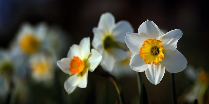 纯白水仙花的花语（告白、真爱、纯洁）
