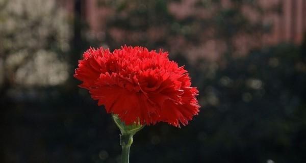 红色康乃馨的花语和寓意（表达热情和爱情的花卉——红色康乃馨）
