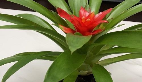 鸿运当头花，花开富贵路（探寻鸿运当头花的花语与寓意）
