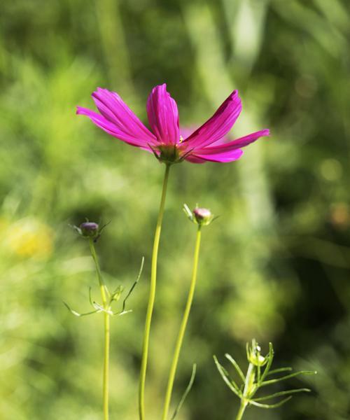 格桑花——草原之花的意义（传递希望与勇气的花海，感受生命与坚韧）
