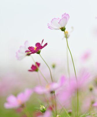 格桑花——草原之花的意义（传递希望与勇气的花海，感受生命与坚韧）
