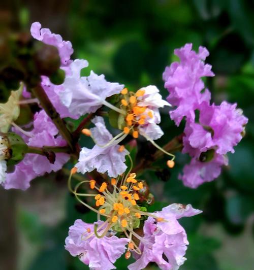 紫薇花语（寓意深远的花卉）
