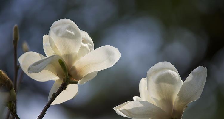 白玉兰的花语（纯洁高贵的白色花朵）
