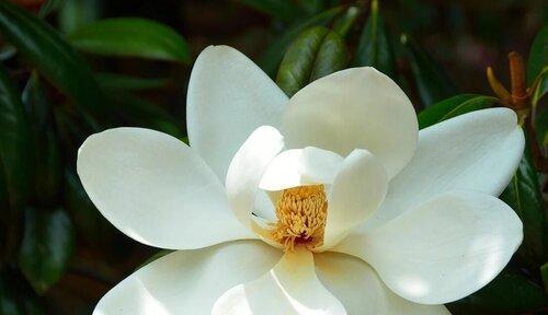 白玉兰的花语（纯洁高贵的白色花朵）
