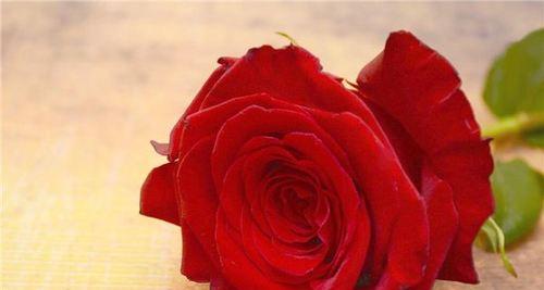 13朵红玫瑰的浪漫代表意义（传递深情的红色花语）

