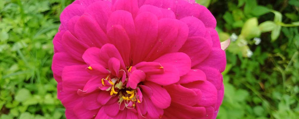 百日菊花语——花开寓意（传承历史的神秘花语，让我们走近百日菊）
