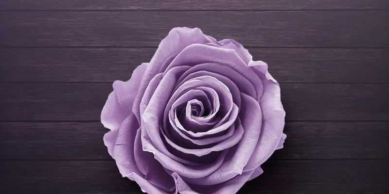 探寻紫玫瑰的花语（从紫色的神秘到爱情的象征，了解紫玫瑰的魅力）
