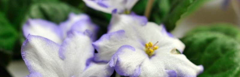 白色紫罗兰花语（清新雅致，传递着悠远的情感）
