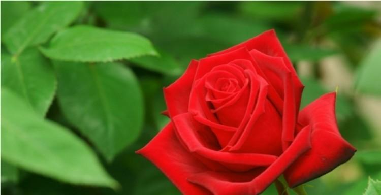 一朵玫瑰花的花语（探寻玫瑰花的奥秘，解读花语隐含的深意）
