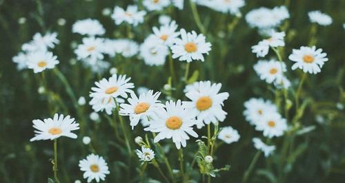 白色雏菊花语（表达纯洁和美好的花朵）
