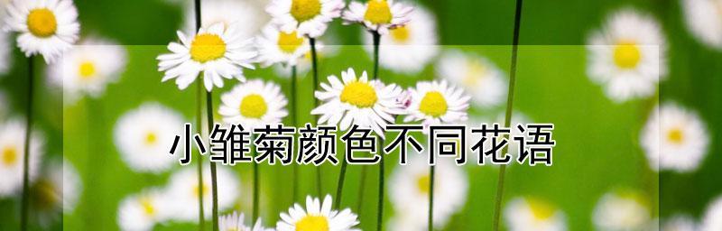 白色雏菊花语（表达纯洁和美好的花朵）
