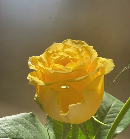 黄色玫瑰的含义与象征（黄色玫瑰代表什么？探究花语与文化意义）
