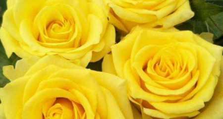 黄色玫瑰的含义与象征（黄色玫瑰代表什么？探究花语与文化意义）

