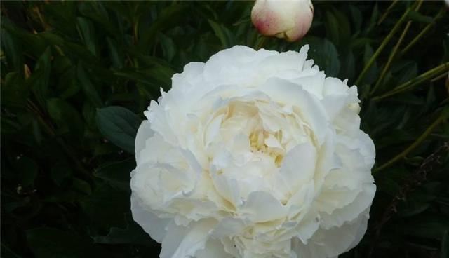 白蔷薇的含义（解读白色玫瑰的神秘符号）
