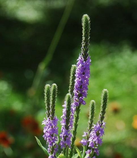 马鞭草花语（向日葵、狮子玫瑰等世界闻名的花语）
