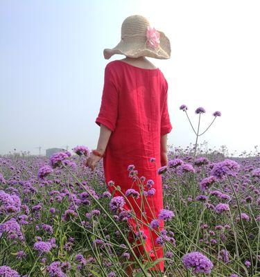 马鞭草花语（向日葵、狮子玫瑰等世界闻名的花语）
