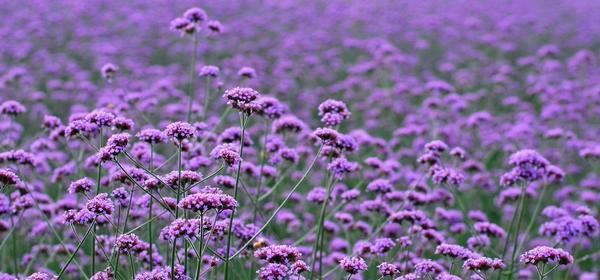 马鞭草花语（向日葵、狮子玫瑰等世界闻名的花语）
