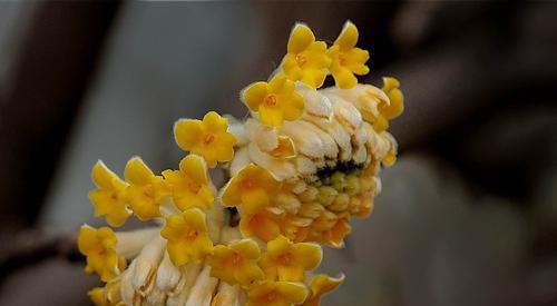 打结花的花语（解析打结花所代表的含义）
