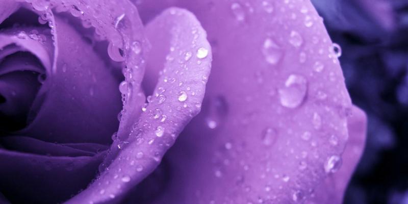 紫玫瑰的花语象征与寓意（探究紫玫瑰的意义及其文化传承）
