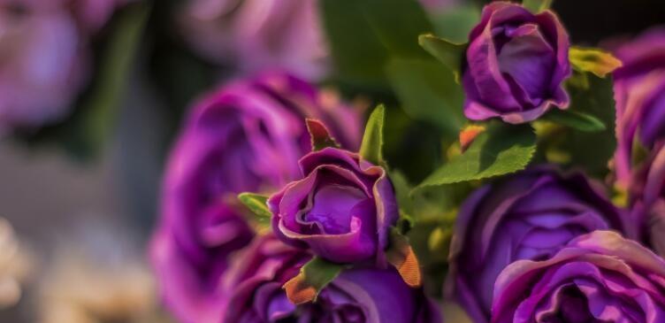 紫玫瑰的花语象征与寓意（探究紫玫瑰的意义及其文化传承）
