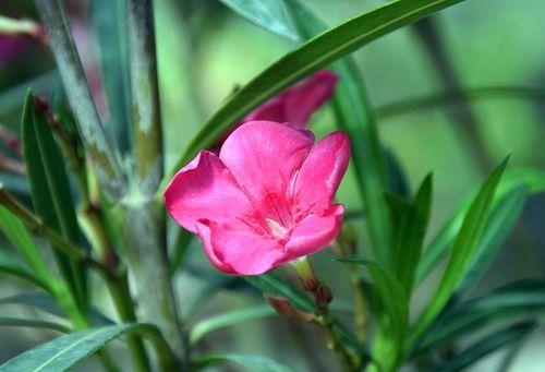 夹竹桃的花语和寓意（探秘夹竹桃的神秘语言和文化内涵）
