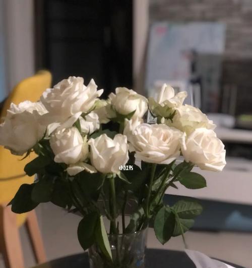 浪漫花语——白玫瑰红玫瑰的代表意思
