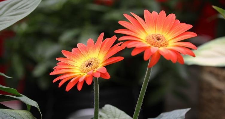 探寻太阳花的花语（象征爱情和热爱的太阳花，你了解多少？）
