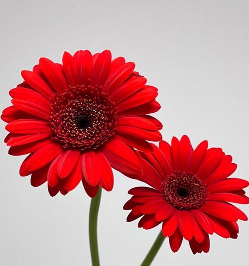 红色太阳花的寓意与花语（热情、追求、坚强）
