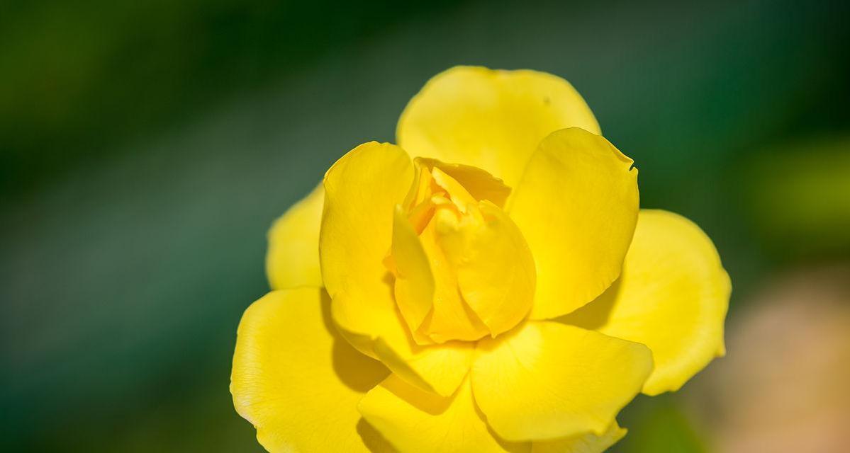 黄玫瑰的含义和象征（送一朵黄玫瑰的深层含义）
