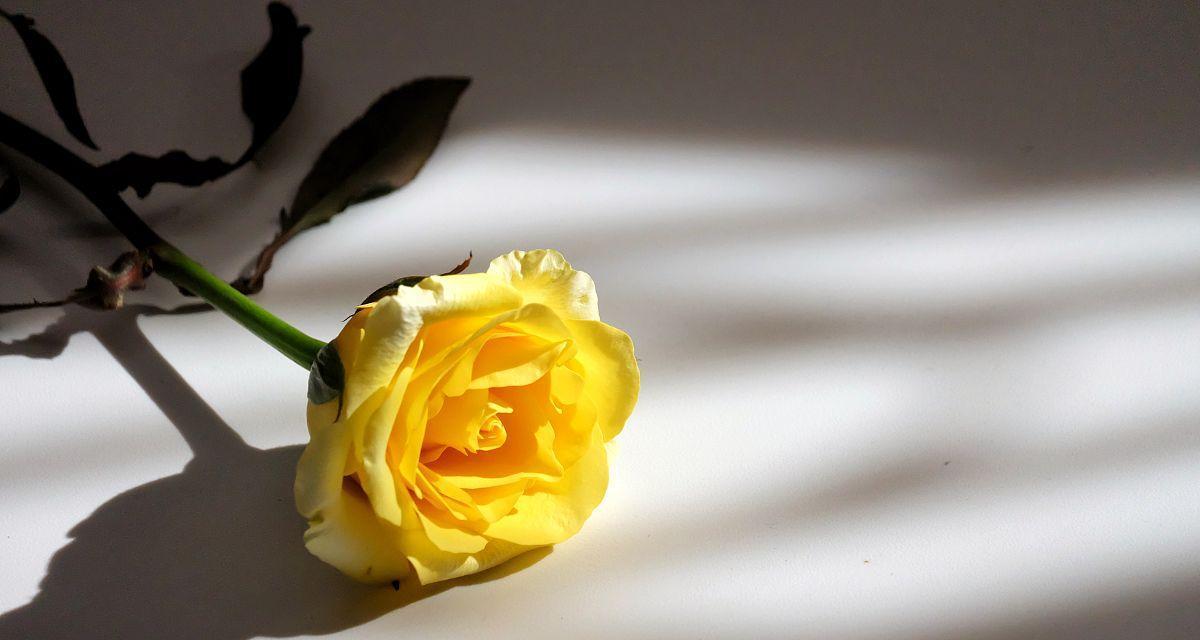 黄玫瑰的含义和象征（送一朵黄玫瑰的深层含义）
