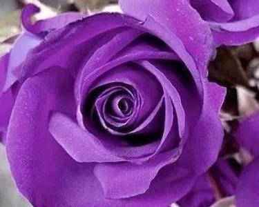 紫色玫瑰的花语与象征（深情、神秘、尊贵的紫色玫瑰）
