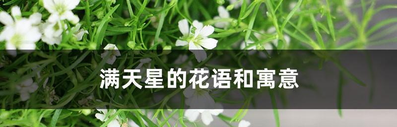 满天星的花语与意义（揭秘满天星花语的深刻寓意）
