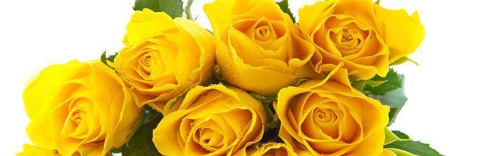 黄玫瑰代表的意义（探寻黄玫瑰的文化内涵）
