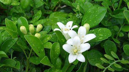 九里香花语与寓意（探秘九里香的美丽传说）
