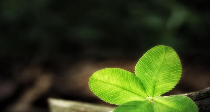 四叶草的花语与象征意义（解读幸运符号的独特魅力）
