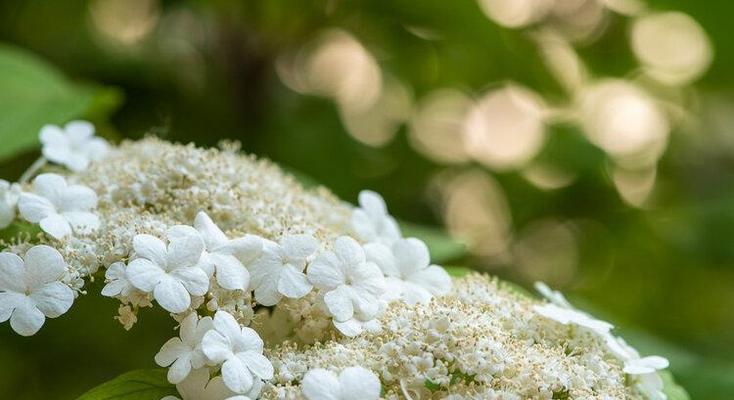 琼花花语之深情纯爱（解读琼花的意义与象征、揭秘琼花文化的传承）
