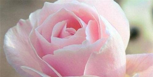 玫瑰花的涵义（解读玫瑰花所代表的情感和象征意义）

