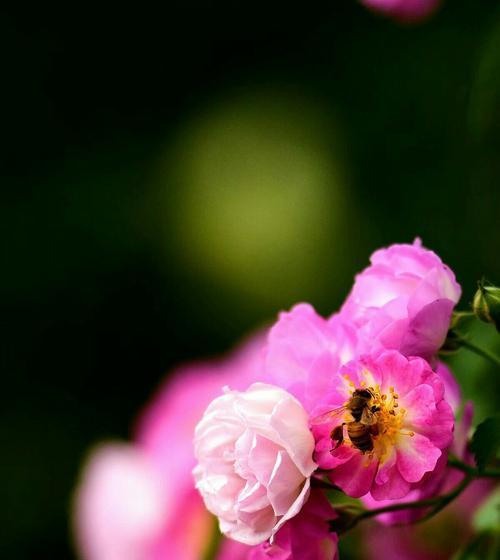 蔷薇花语（了解蔷薇花语，品味生命之美）
