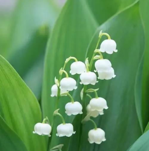 铃兰花的花语与意义（探寻铃兰花所传达的深刻寓意）
