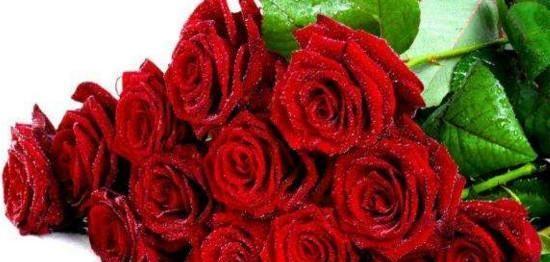 十一朵玫瑰的花语（传递爱情的最佳方式）
