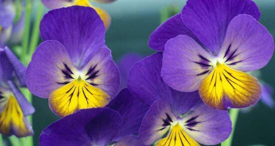 蓝色紫罗兰的花语（寓意深刻的美丽之花）
