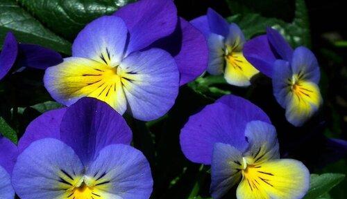 蓝色紫罗兰的花语（寓意深刻的美丽之花）
