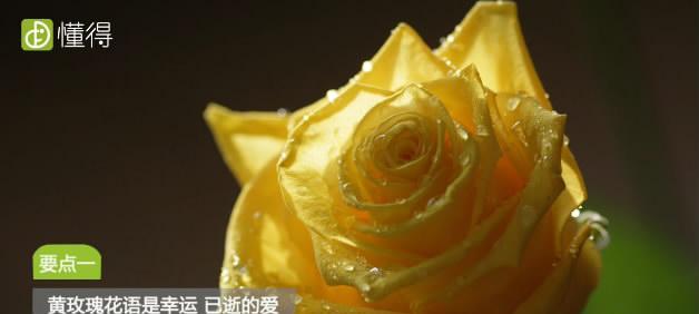 黄玫瑰的意义和象征（探究黄玫瑰所代表的含义和象征，向人们解释在特定场合下它的用途）

