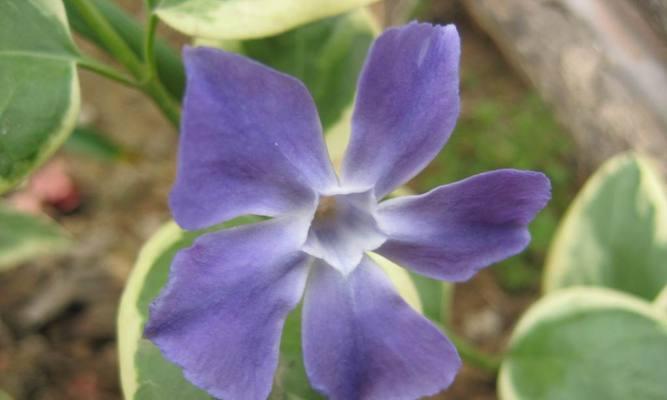 常春藤的花语（寓意深远、象征永恒的常青植物）
