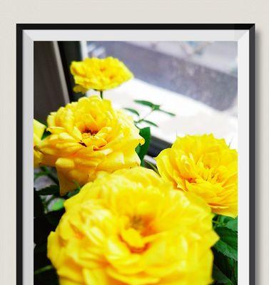 11朵黄玫瑰的花语意义（探寻黄玫瑰的神秘语言）
